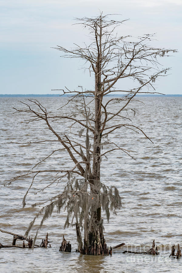 Cypess Tree - Lake Moultrie Photograph by Dale Powell