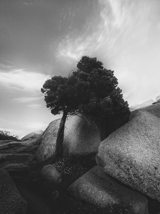 Black And White Photograph - Cypress by Alexander Jikharev