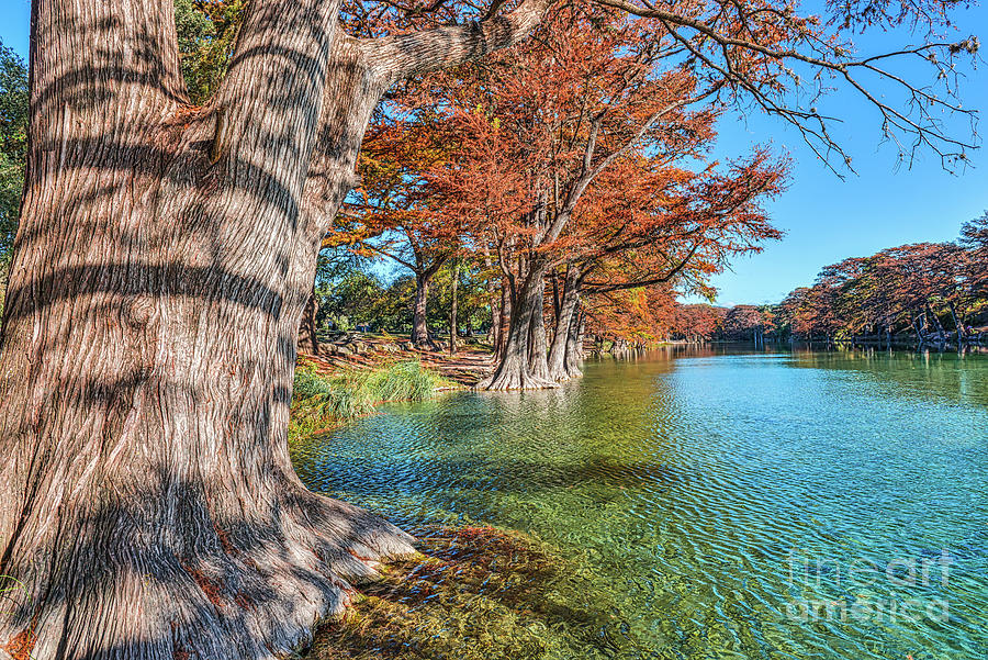 Cypress Along the Frio Photograph by Bee Creek Photography - Tod and ...