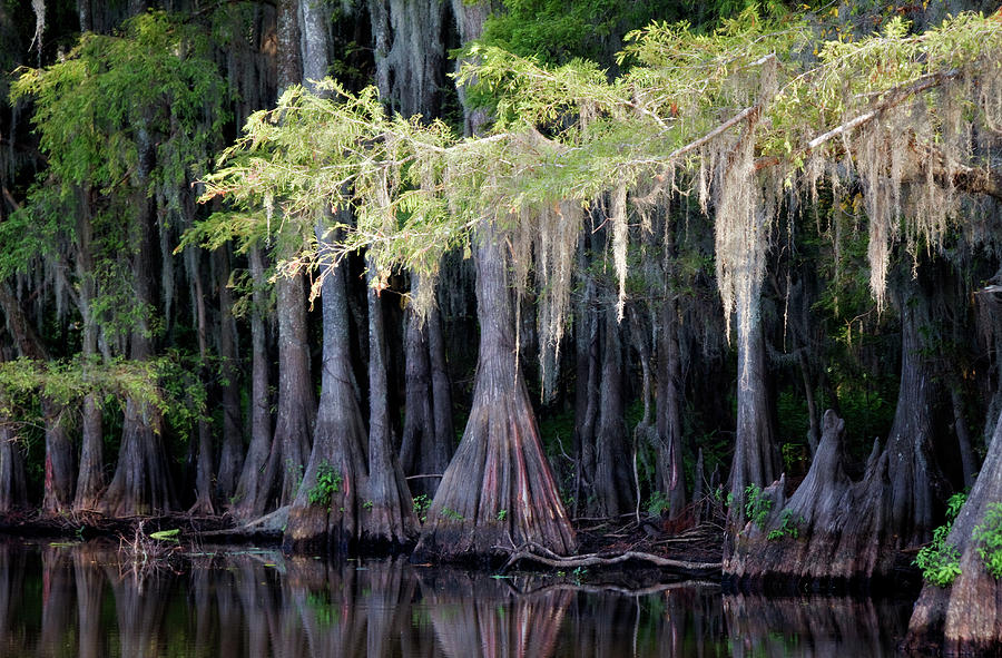 Cypress Bank Photograph by Lana Trussell