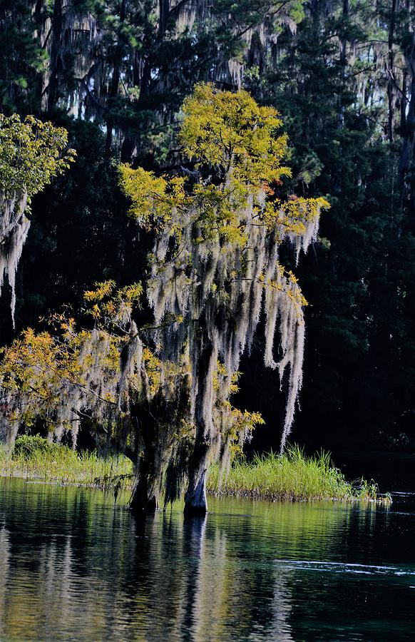 Cypress Deuce  Photograph by Warren Thompson