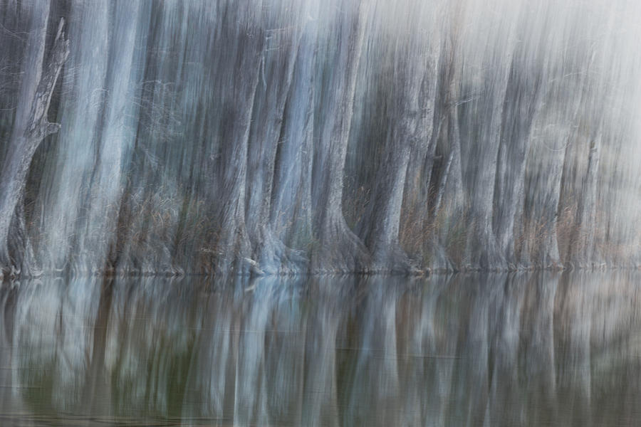 Abstract Photograph - Cypress Dream by Olivier Catherine