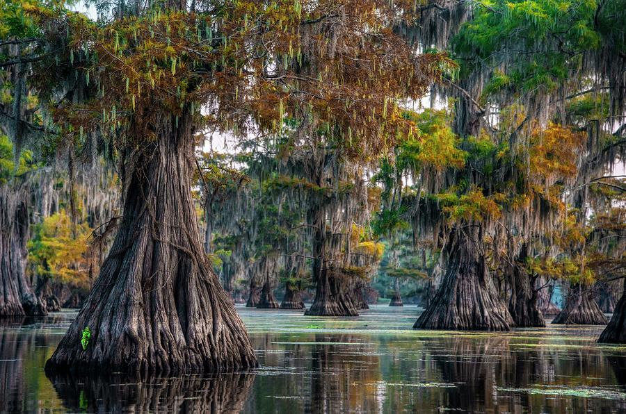 Cypress Elders Photograph by Robert Miller - Pixels