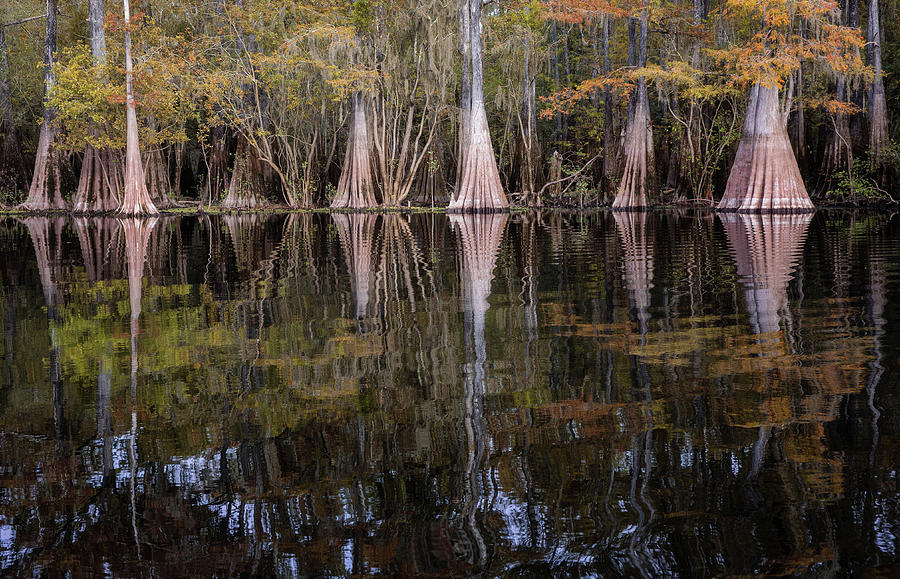 Cypress Forest Reflection Photograph by Alex Mironyuk