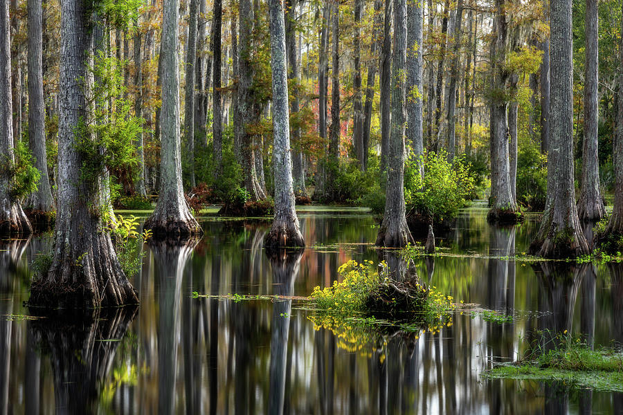 Cypress Gardens Fall Color Photograph By Donnie Whitaker