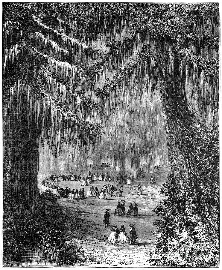 Cypress Grove At Chapultepec, Mexico Drawing by Print Collector