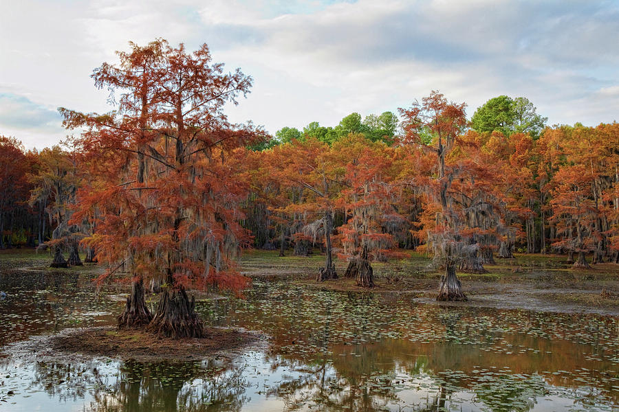 Fall Photograph - Cypress Isles by Lana Trussell