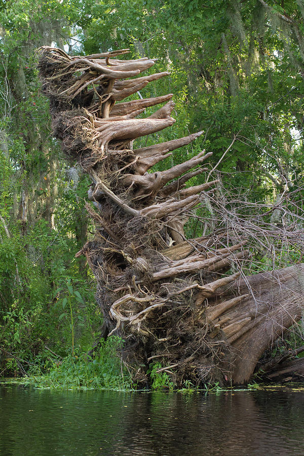 Cypress Knees Akilter Photograph by Paul Rebmann