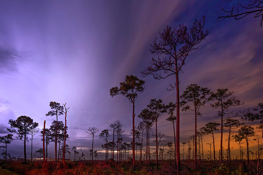 Cypress Night Storm Photograph by Mark Andrew Thomas