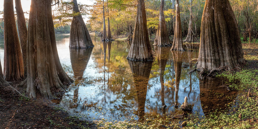 Cypress Pond - 1 Photograph by Alex Mironyuk