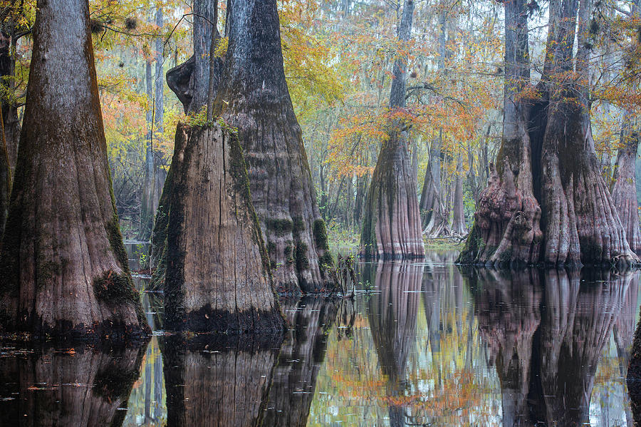 Cypress Pond - 2 Photograph by Alex Mironyuk
