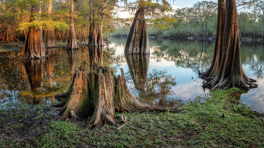 Cypress Pond and old trunk Photograph by Alex Mironyuk