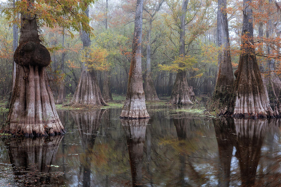 Cypress Pond in Fog Photograph by Alex Mironyuk