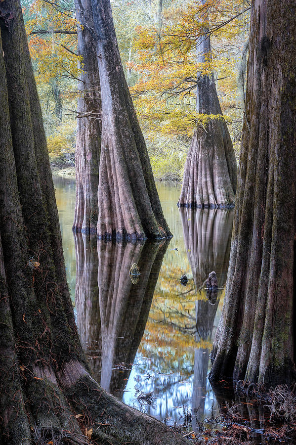 Cypress Reflection - 5 Photograph by Alex Mironyuk