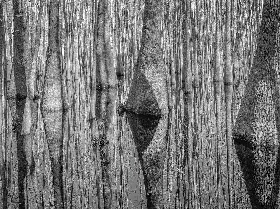 Tree Photograph - Cypress Reflection Black And White by Moises Levy