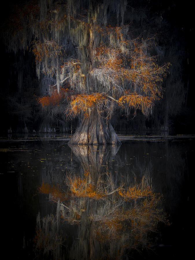 Cypress Reflection Photograph by Michael Zheng