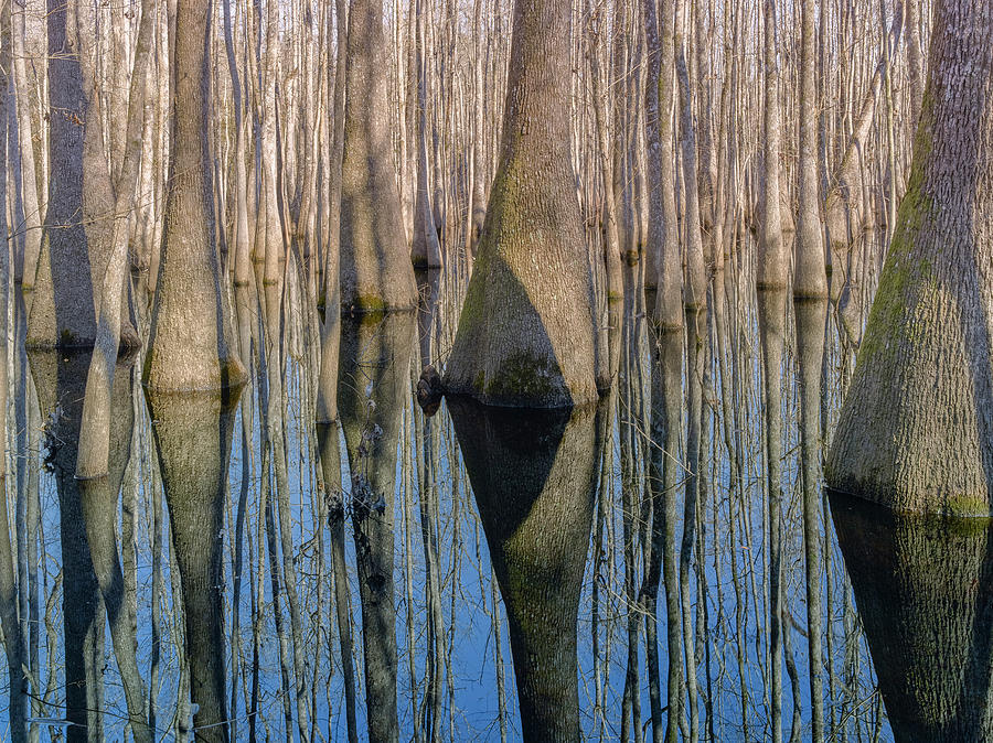 Trees Photograph - Cypress Reflection by Moises Levy Trees Photograph - Cypress Reflection by Moises Levy