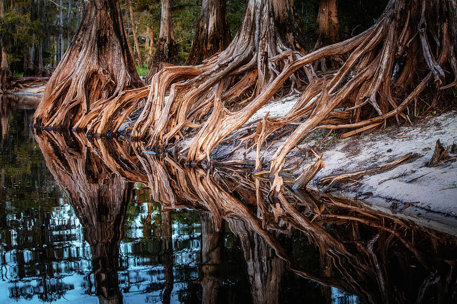 Cypress Roots Abstract Photograph by Alex Mironyuk