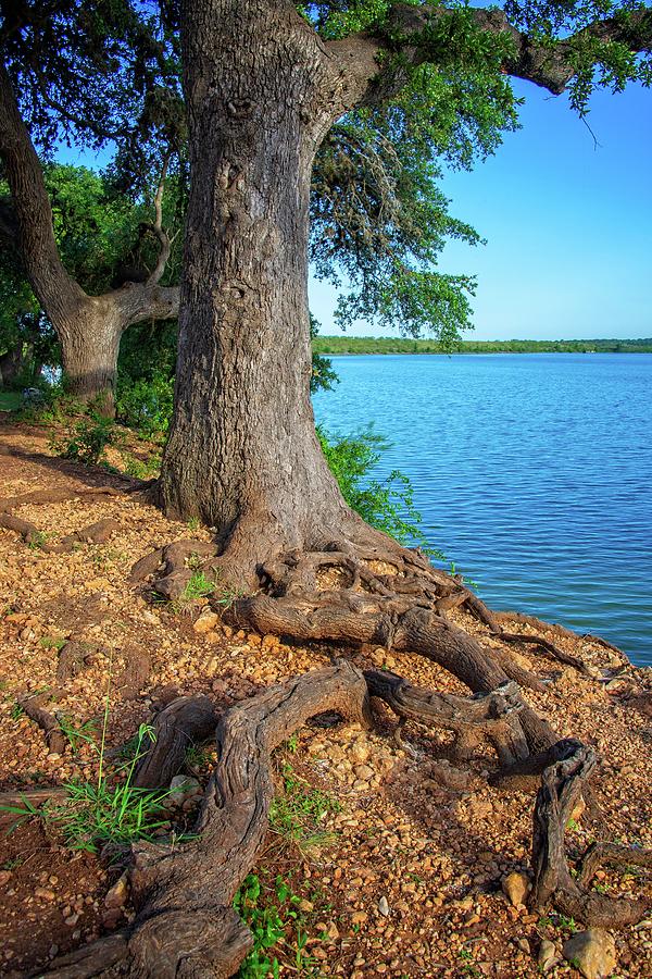 Cypress Serenity Photograph by Lynn Bauer