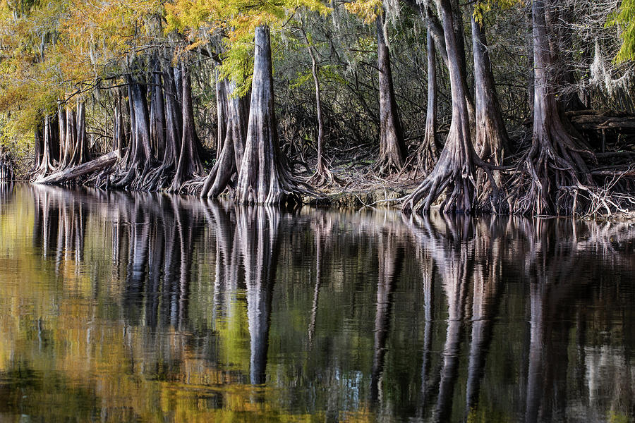 Cypress Shores - 2 Photograph by Alex Mironyuk