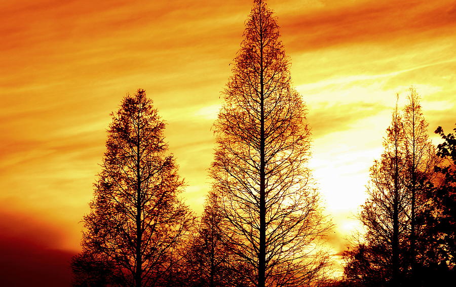 Cypress Silhouette Photograph by Charlotte Schafer
