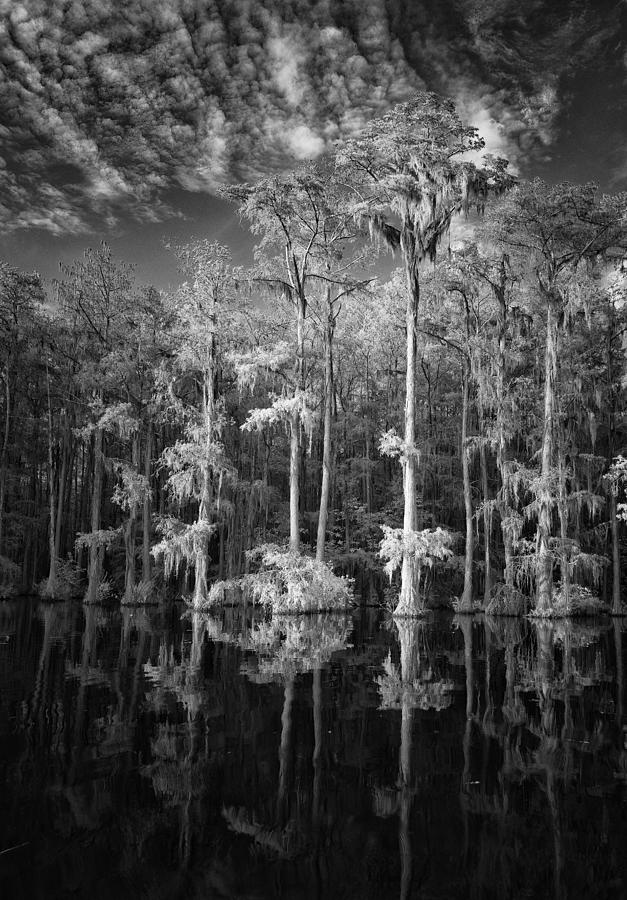Cypress Study #1 Bw Photograph by Benton Murphy