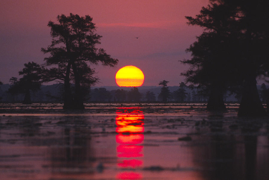 Cypress Swamp At Sunrise. Caddo Lake Photograph by Diane Miller
