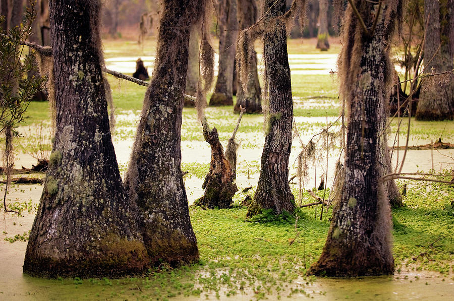 Cypress Swamp In Spring. South Photograph by Maria Mosolova