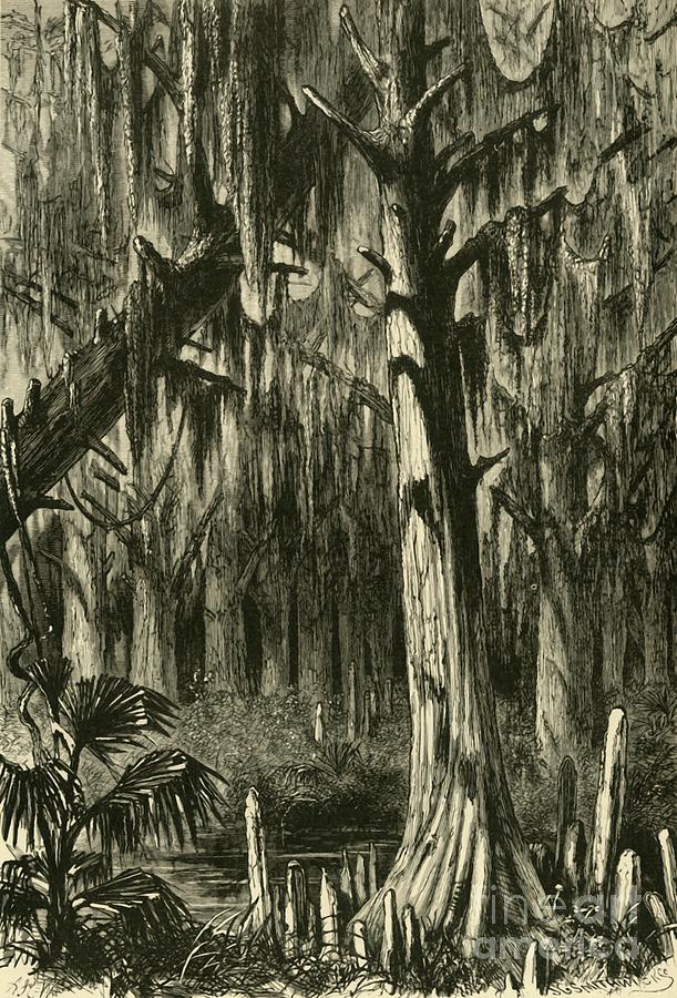 Cypress-swamp Drawing by Print Collector