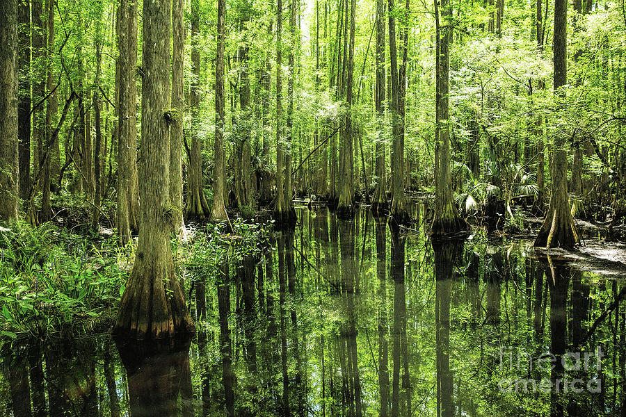 Cypress Swamp Reflections Photograph by Felix Lai