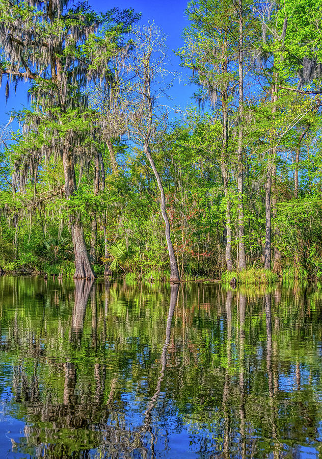 Cypress Swamp Photograph