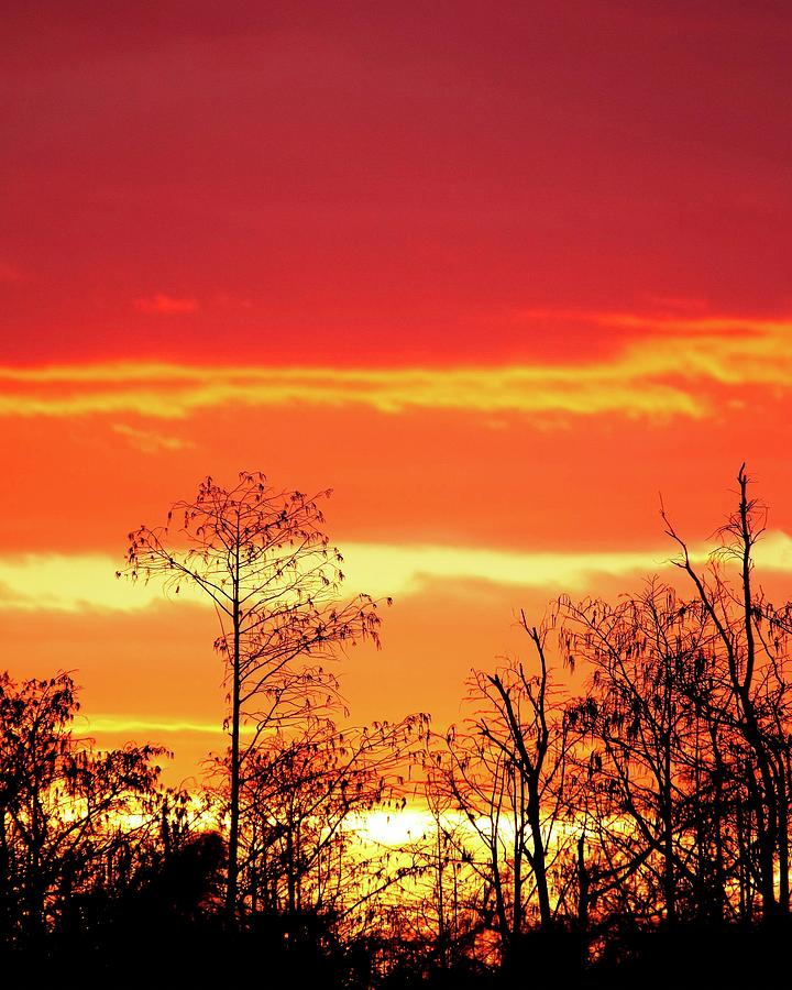 Cypress Swamp Sunset 5 Photograph by Steve DaPonte