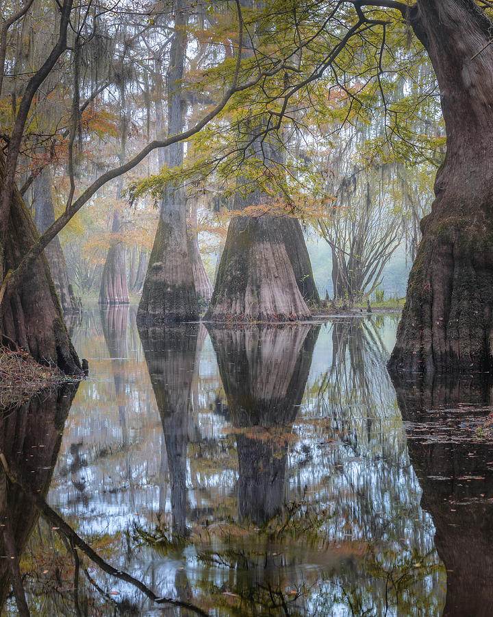 Cypress Swamp with huge Cypress trees Photograph by Alex Mironyuk