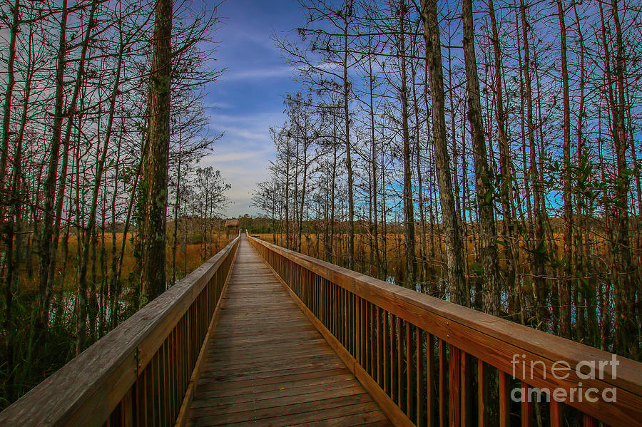 Cypress to Marsh Boardwalk Photograph by Tom Claud