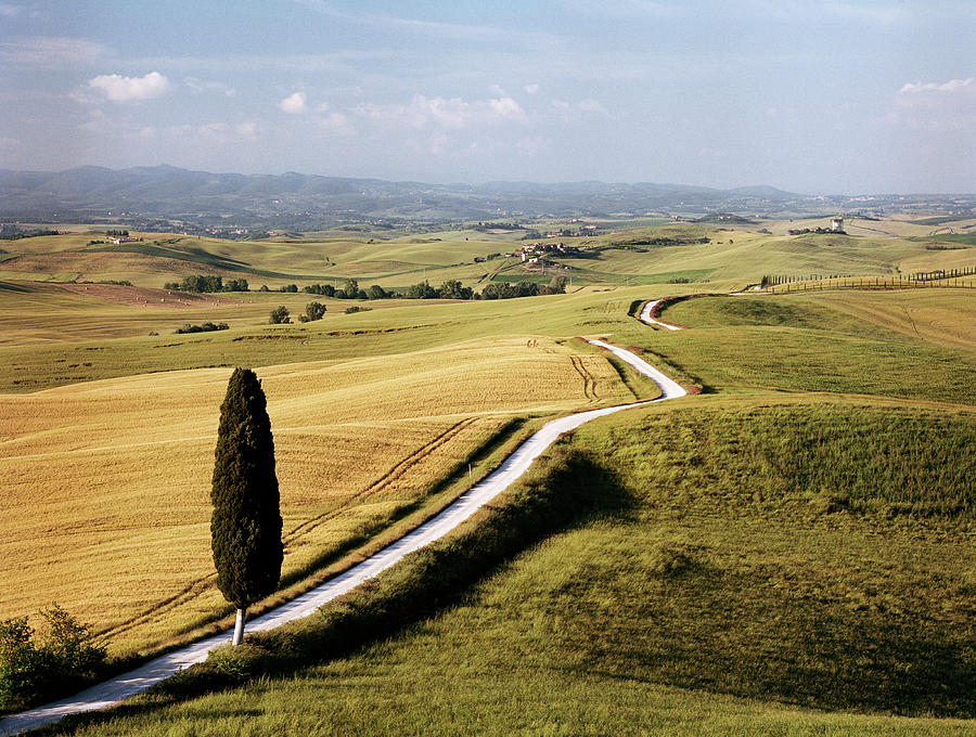 Cypress Tree By Road In Tuscany Photograph by Gary Yeowell