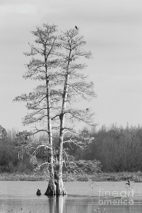 Cypress Tree Photograph by Felix Lai
