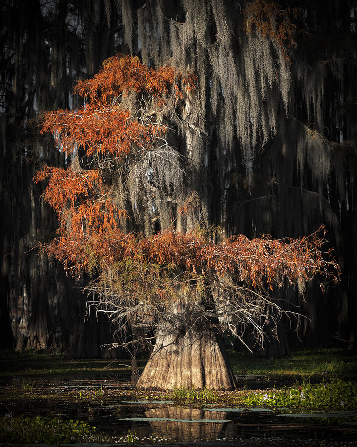 Fall Photograph - Cypress Tree by Linda Lu