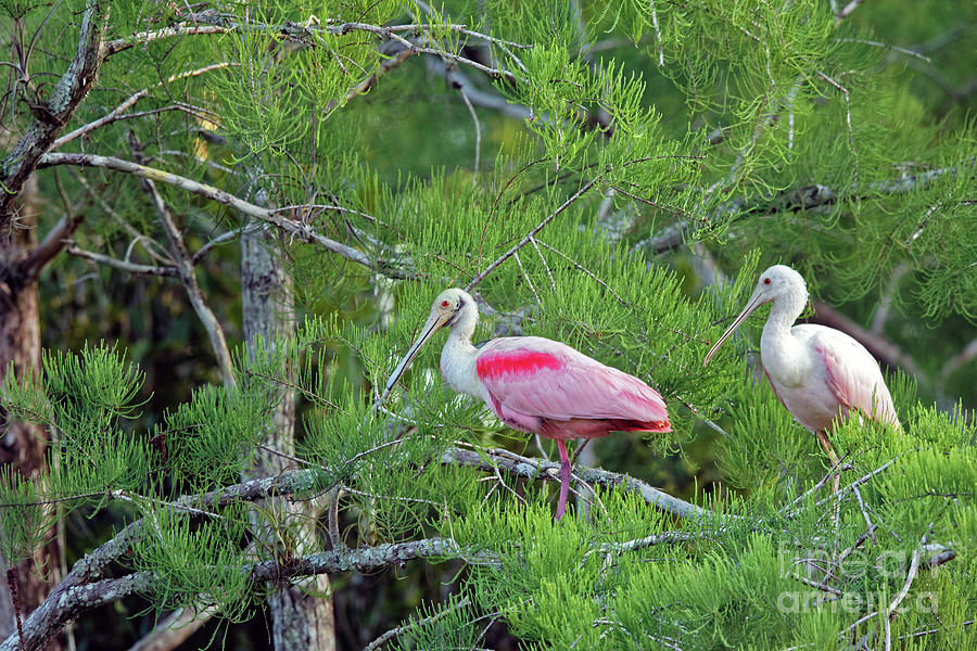 Cypress Tree Spoonbills Photograph by Natural Focal Point Photography