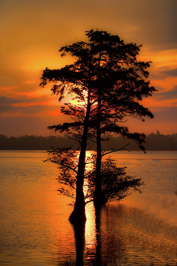 Cypress Trees at Sunrise Photograph by Dan Carmichael