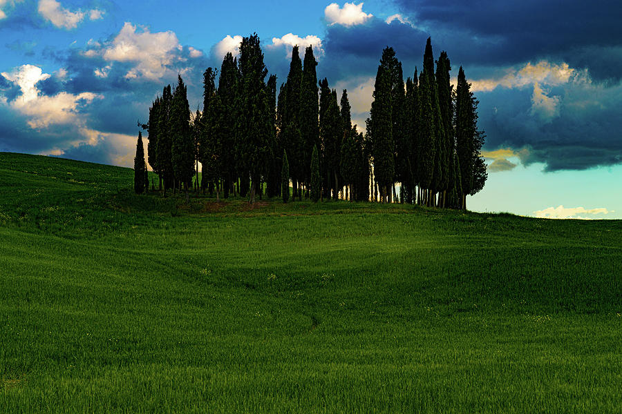 Tuscany Photograph - Cypress Trees by Chris Lord