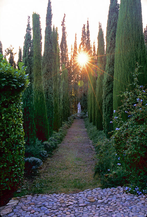 Cypress Trees Hedges Photograph by Richard Felber