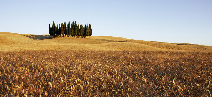 Cypress Trees In A Tuscan Landscape Photograph by Gary Yeowell
