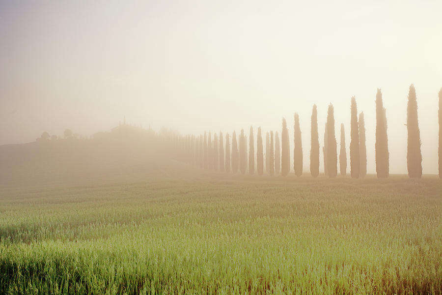 Cypress Trees In Fog Photograph by Gaffera