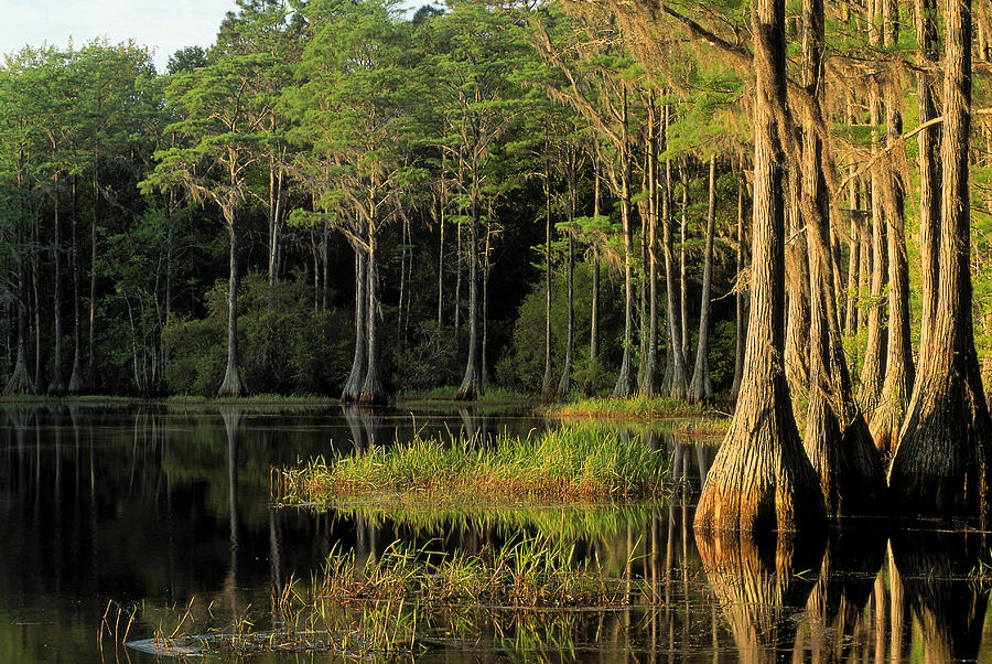 Cypress Trees In Lake Bradford Region Photograph by Comstock