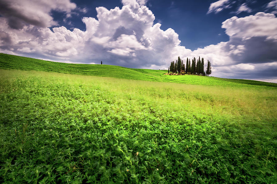 Cypress Trees Photograph - Cypress trees in Tuscany by Andrei Dima Cypress Trees Photograph - Cypress trees in Tuscany by Andrei Dima