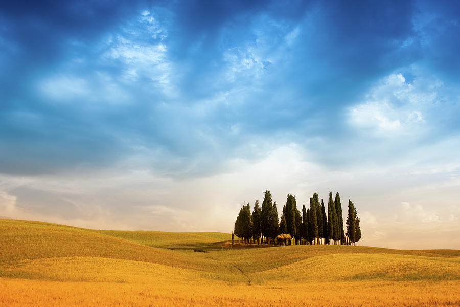 Cypress Trees In Wheat Field Of Tuscany Photograph by Michele Berti