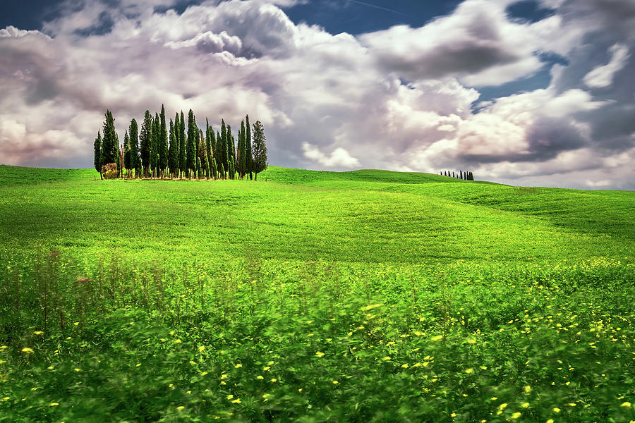 Cypress Trees Photograph - Cypress trees on a field by Andrei Dima Cypress Trees Photograph - Cypress trees on a field by Andrei Dima