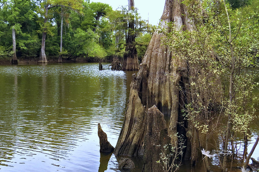 Cypress Trees on the River Photograph by Denise Winship