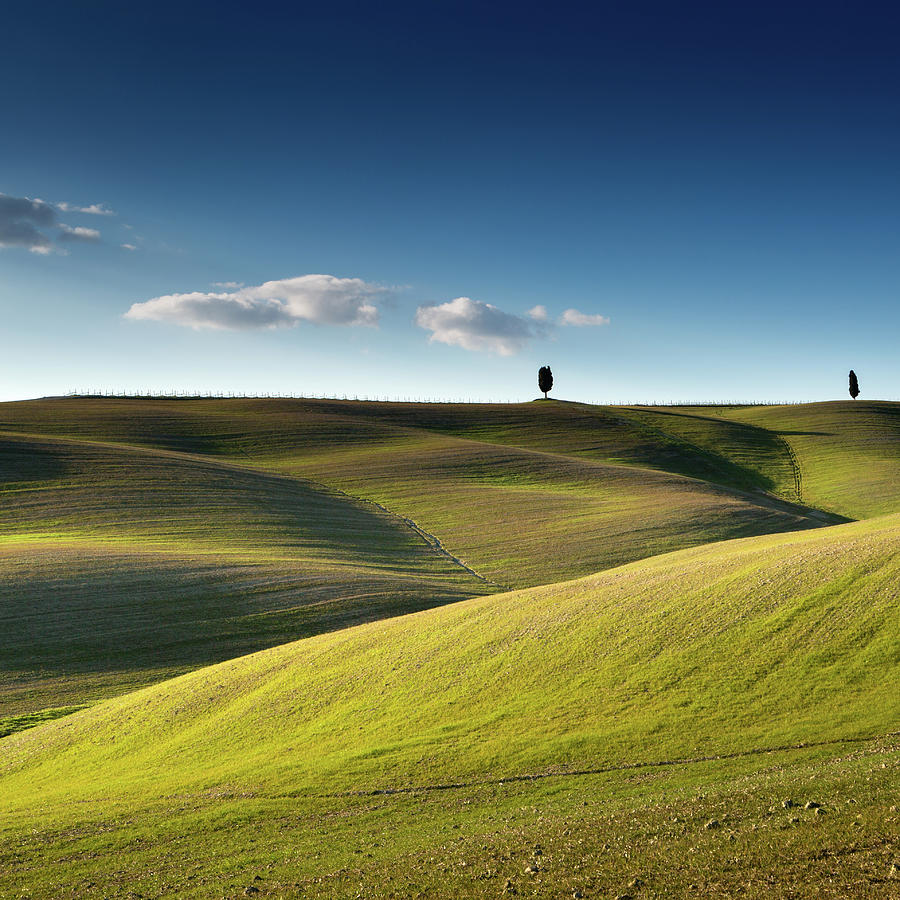 Cypress Trees On Top Of Rolling Field Photograph by Michele Berti