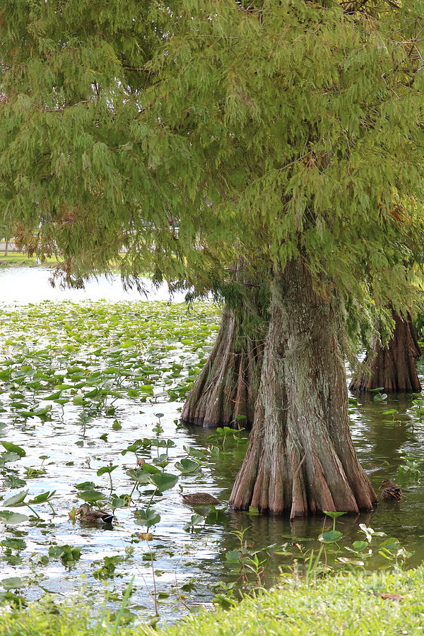 Cypress Trees with Ducks Photograph by Carol Groenen